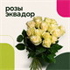 Роза Эквадор