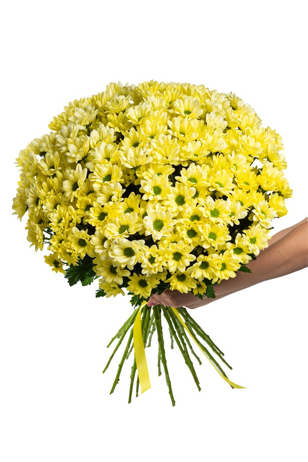 Букет из 25 желтых кустовых хризантем (Просекко) с лентой. 2425_0D2B2