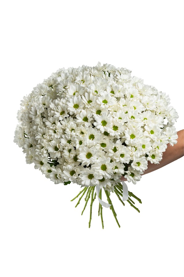 Букет из 25 белых кустовых хризантем (Бакарди) с лентой. 2435_E7660