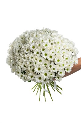Букет из 25 белых кустовых хризантем (Бакарди) с лентой. 2435_E7660