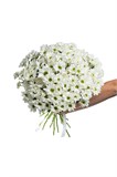 Букет из 15 белых кустовых хризантем (Бакарди) с лентой. 2490