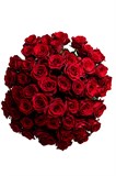 Букет из 51 красной розы (Эквадор) 50 см "Эксплорер" с лентой 2531